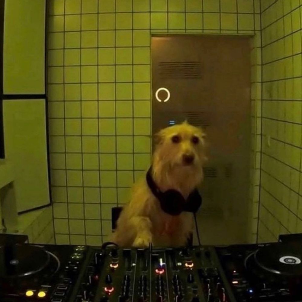 Cachorro dj