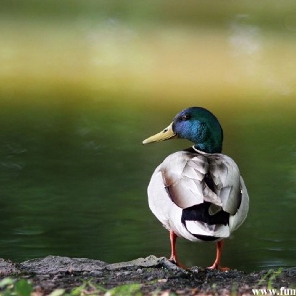 TheDuckling