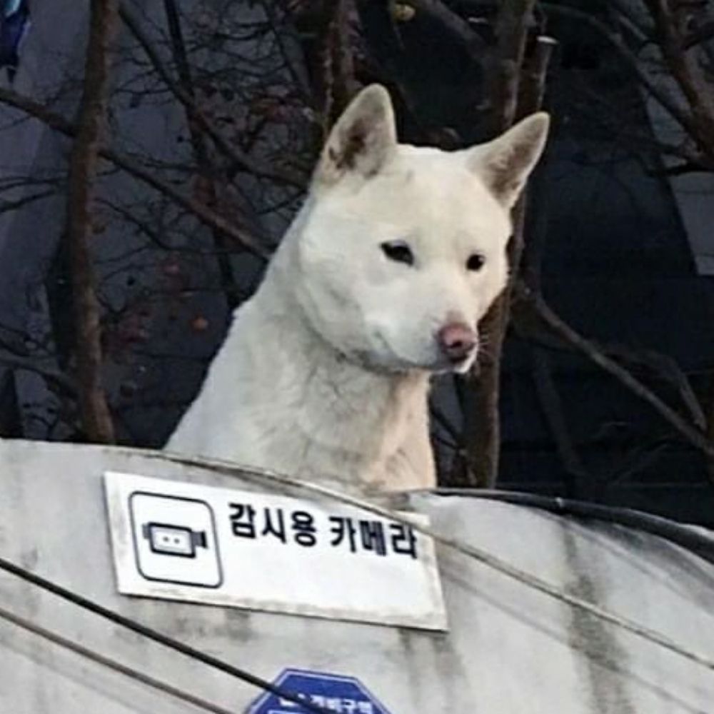 비나리🍋