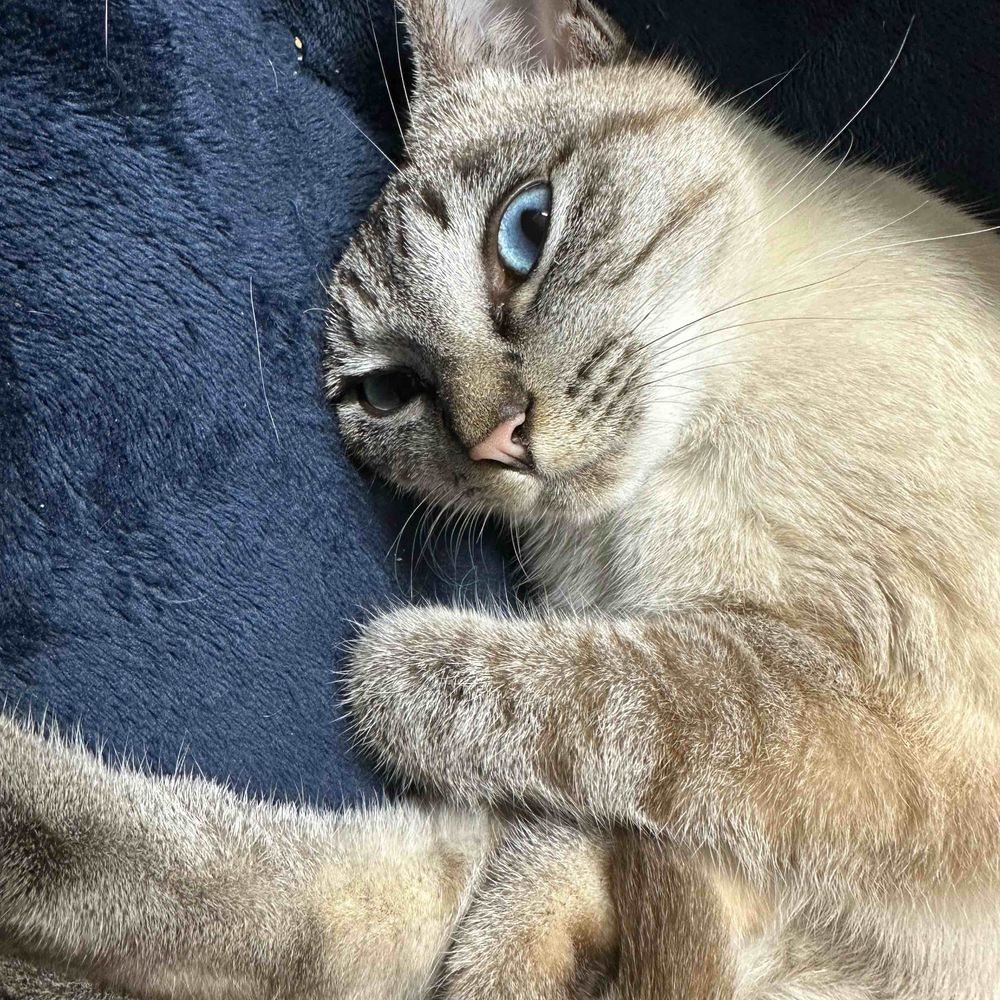 ねこむ^._.^