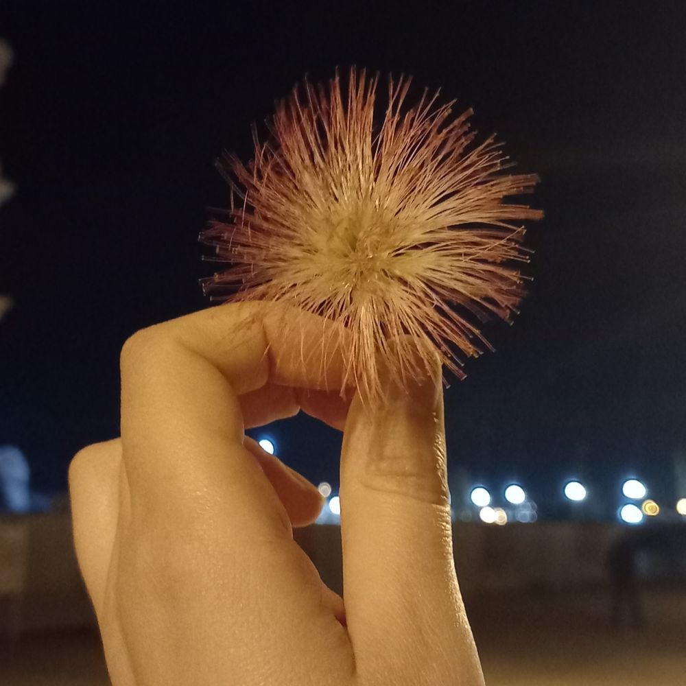 перекоти-квітка