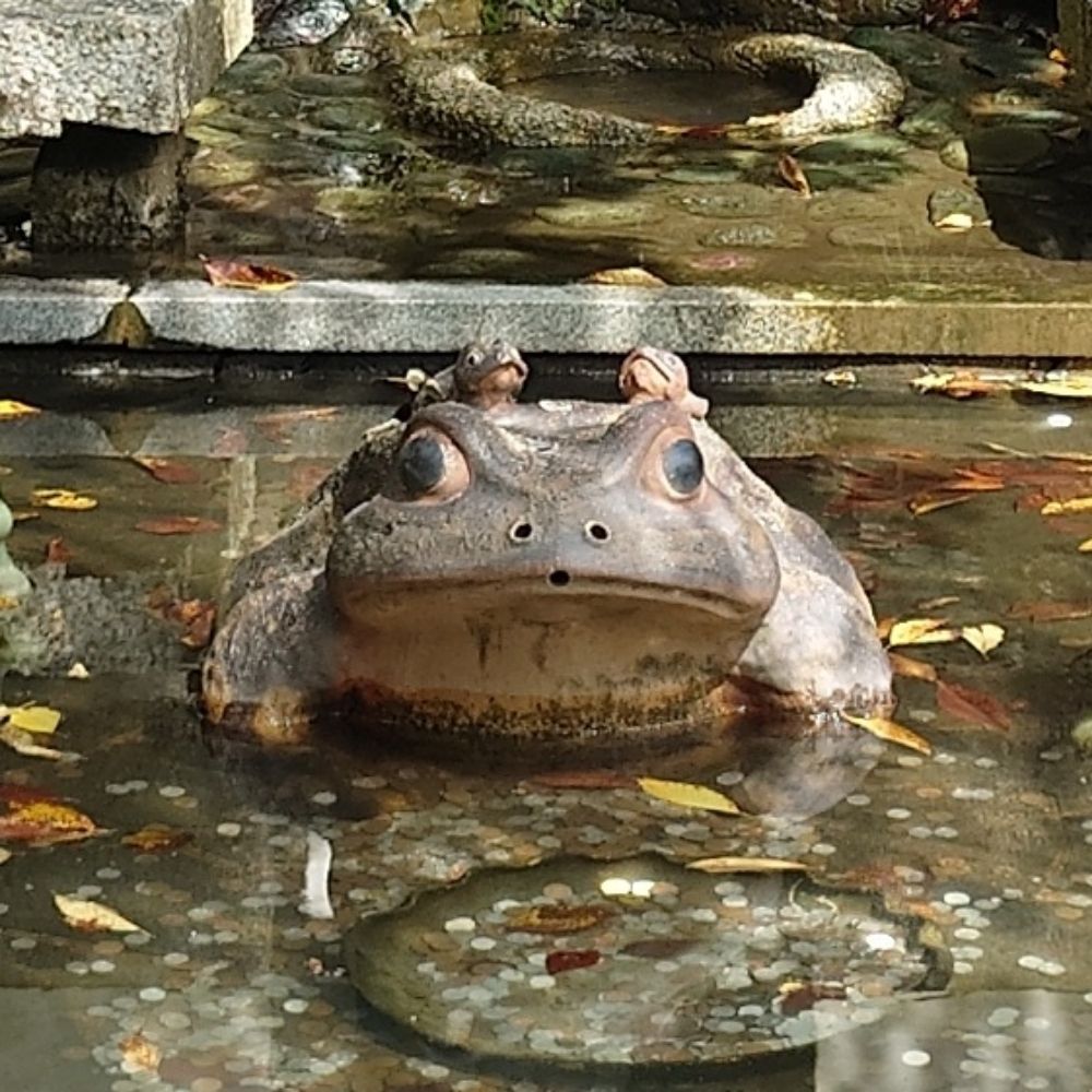 しょーちゅー