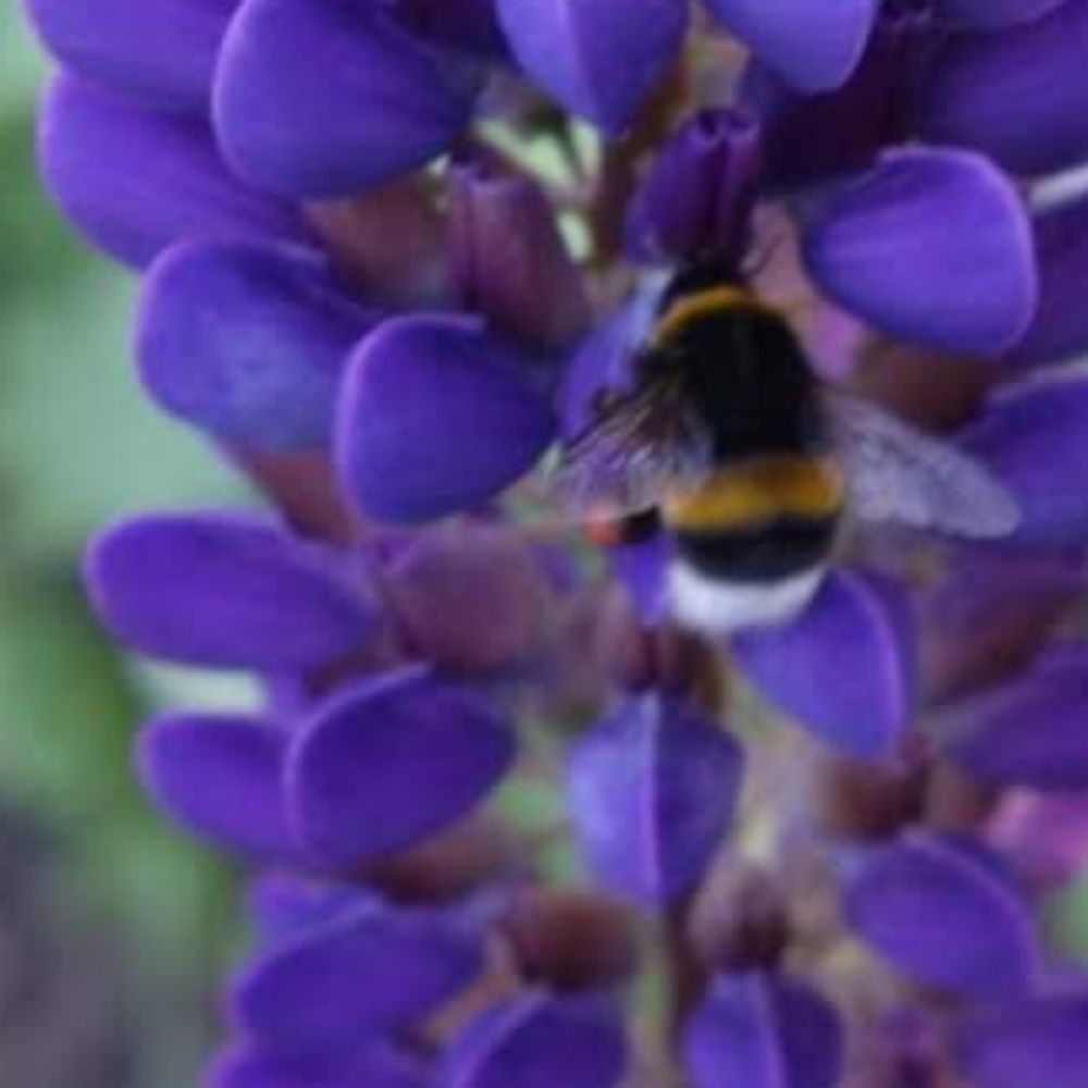 Pflanzelinchen Bienchen