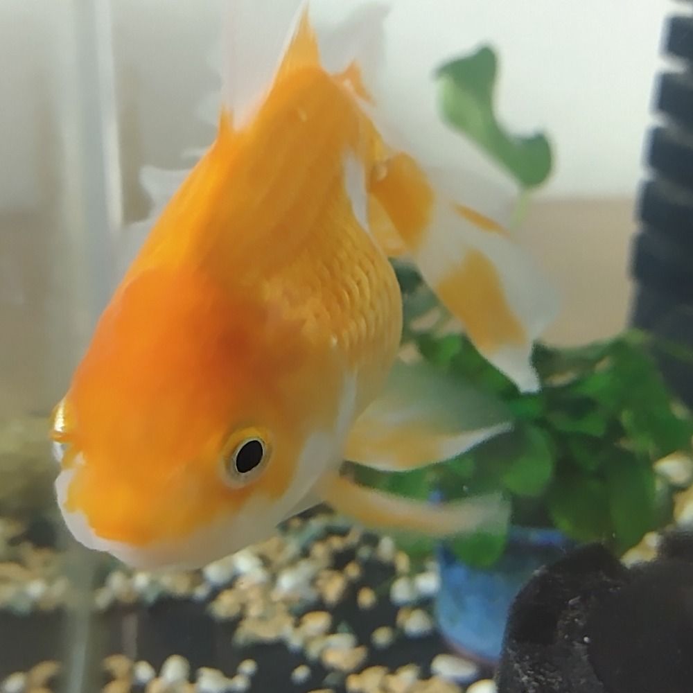 ひとで