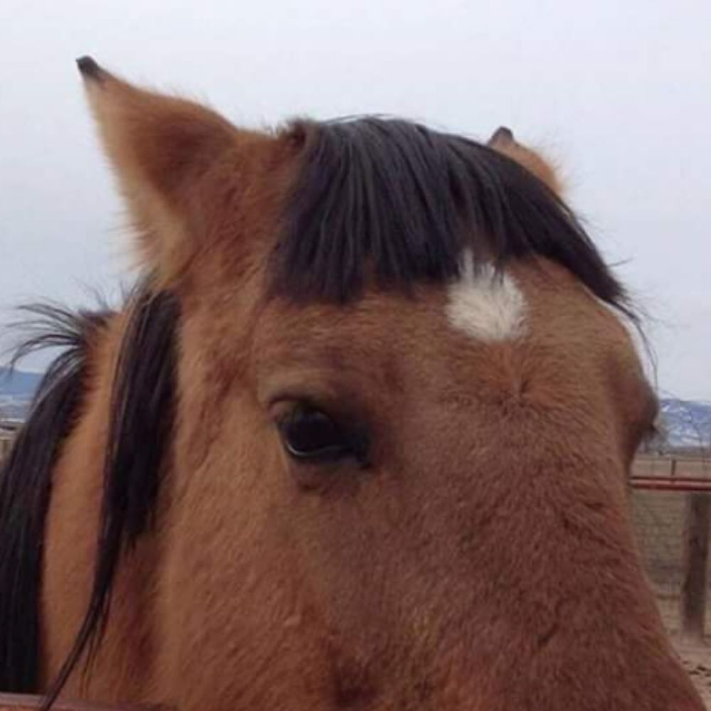 Cæli