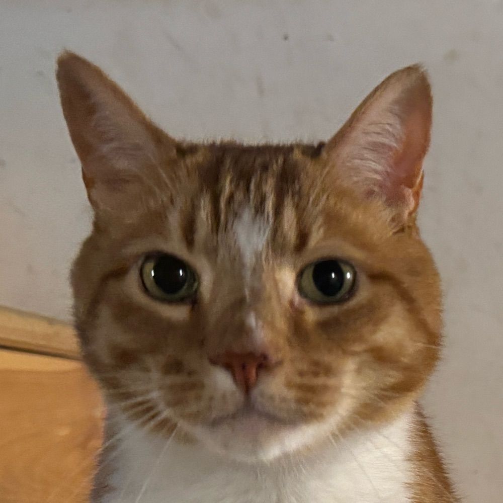 CM