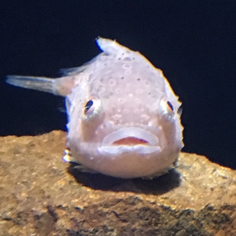 けいりん