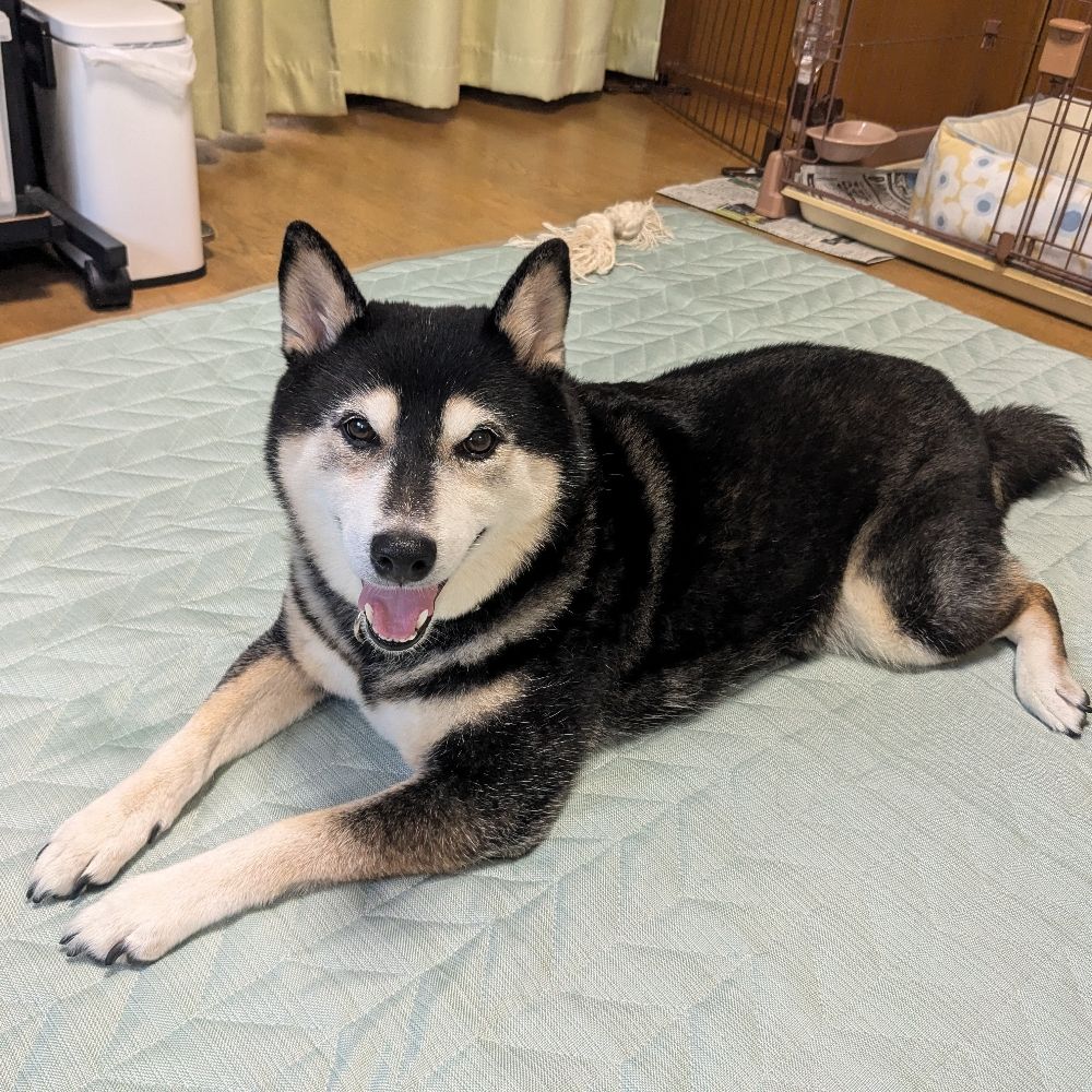 さつかしゅん