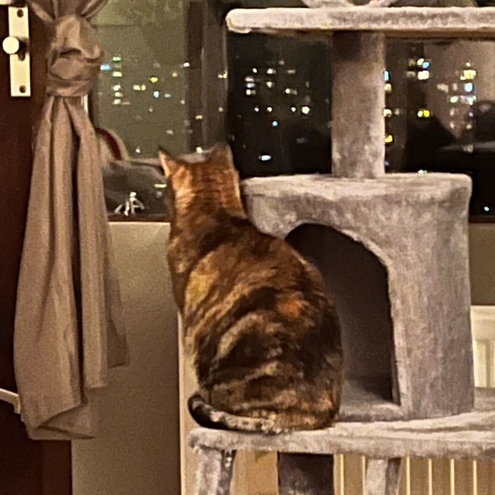 Djchloethecat