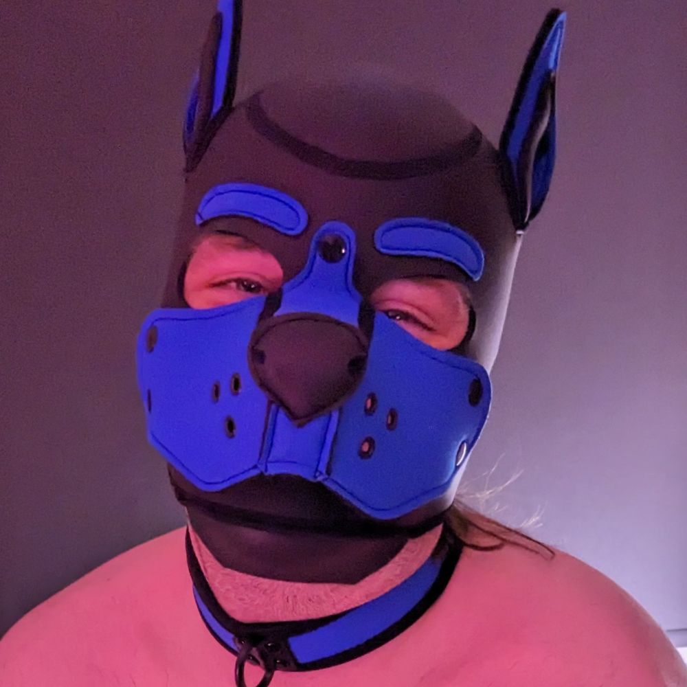 Pup Ceddy