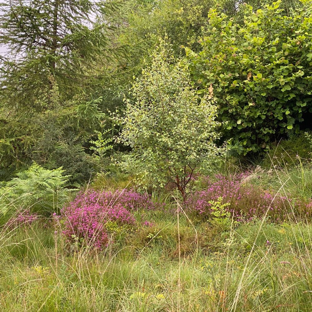 Communities for Diverse Forestry
