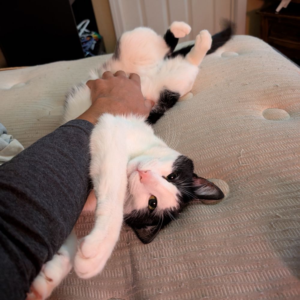 Just Pat
