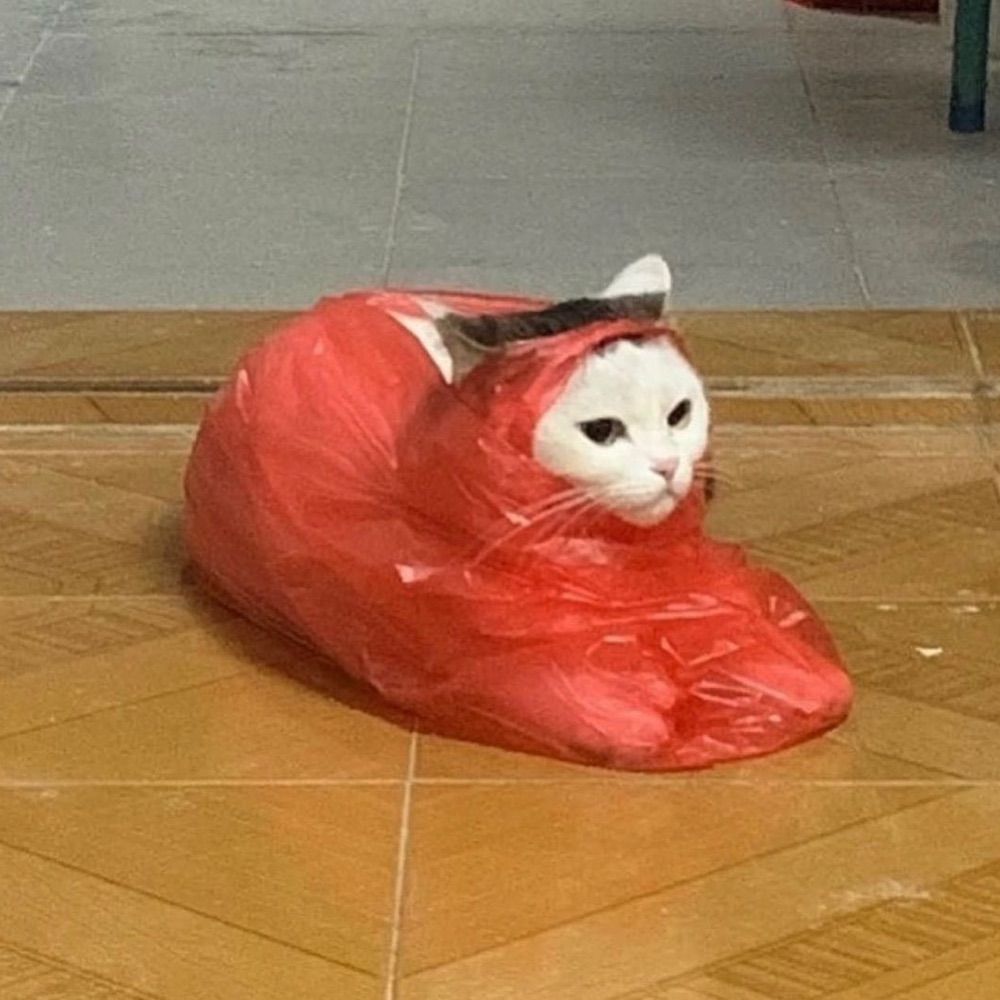🐈