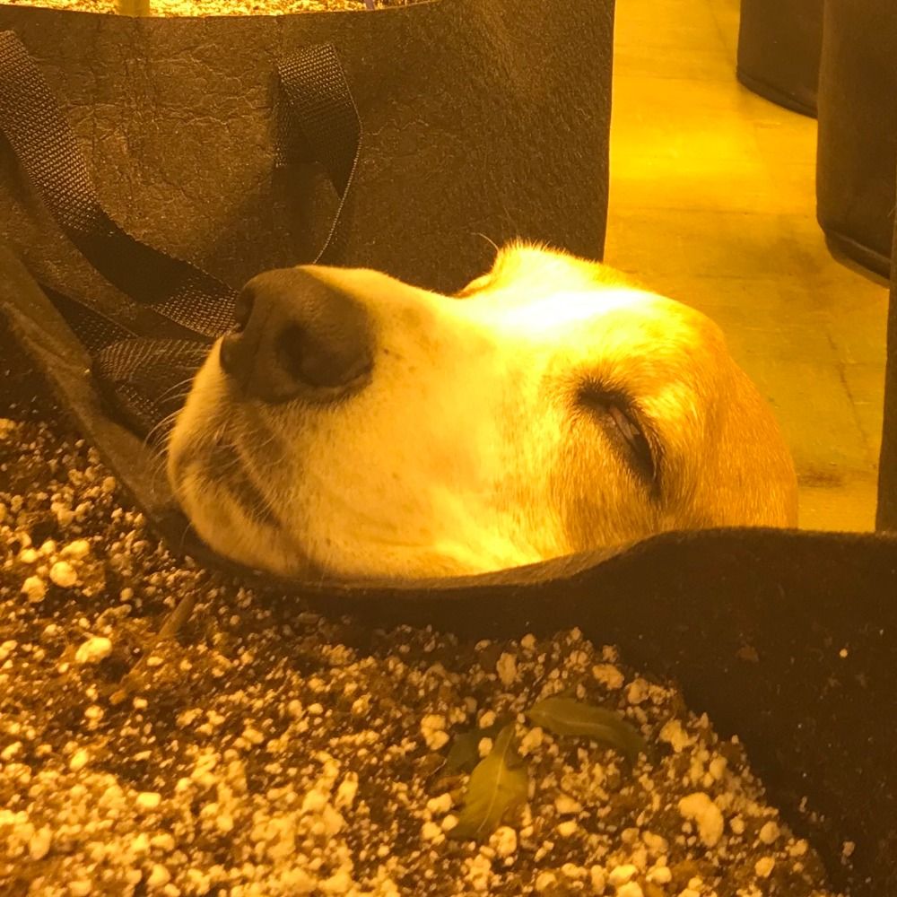 DiogenestheDog