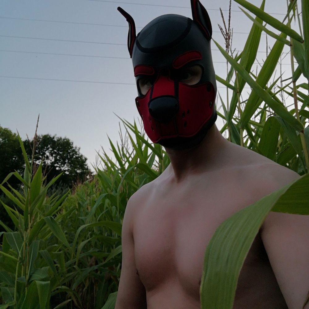 pup DSwitch 🇧🇪 - Darklands '25