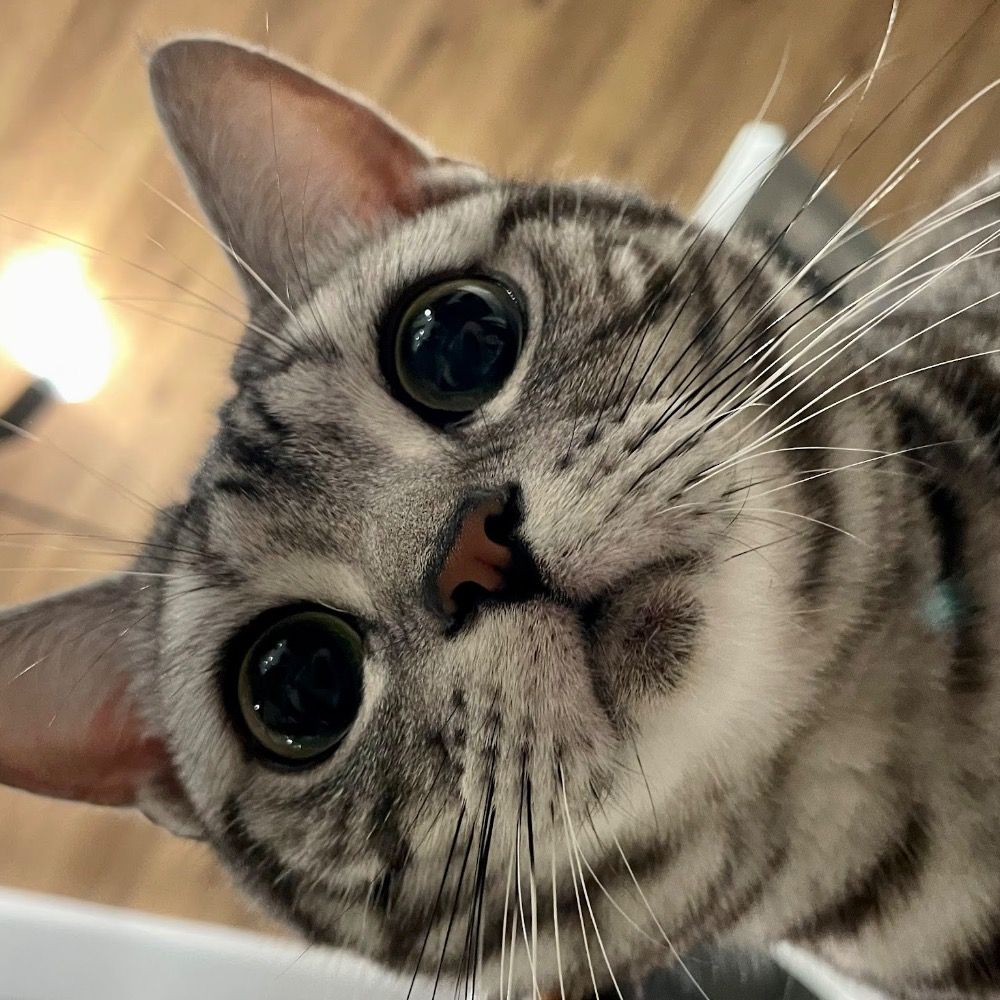 中土智博(Menma The Cat)