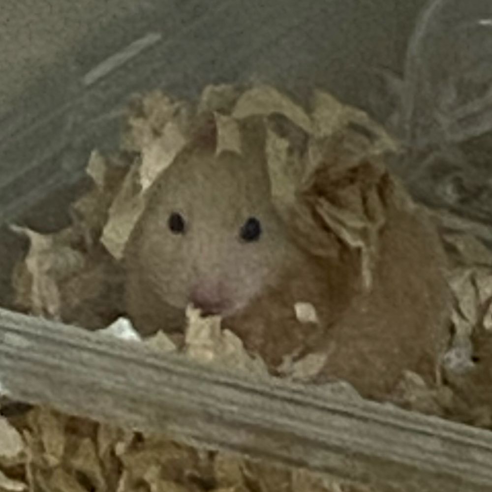 んたけむ