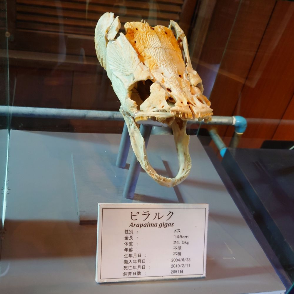 幻影の紫熊🌟🌟🌟