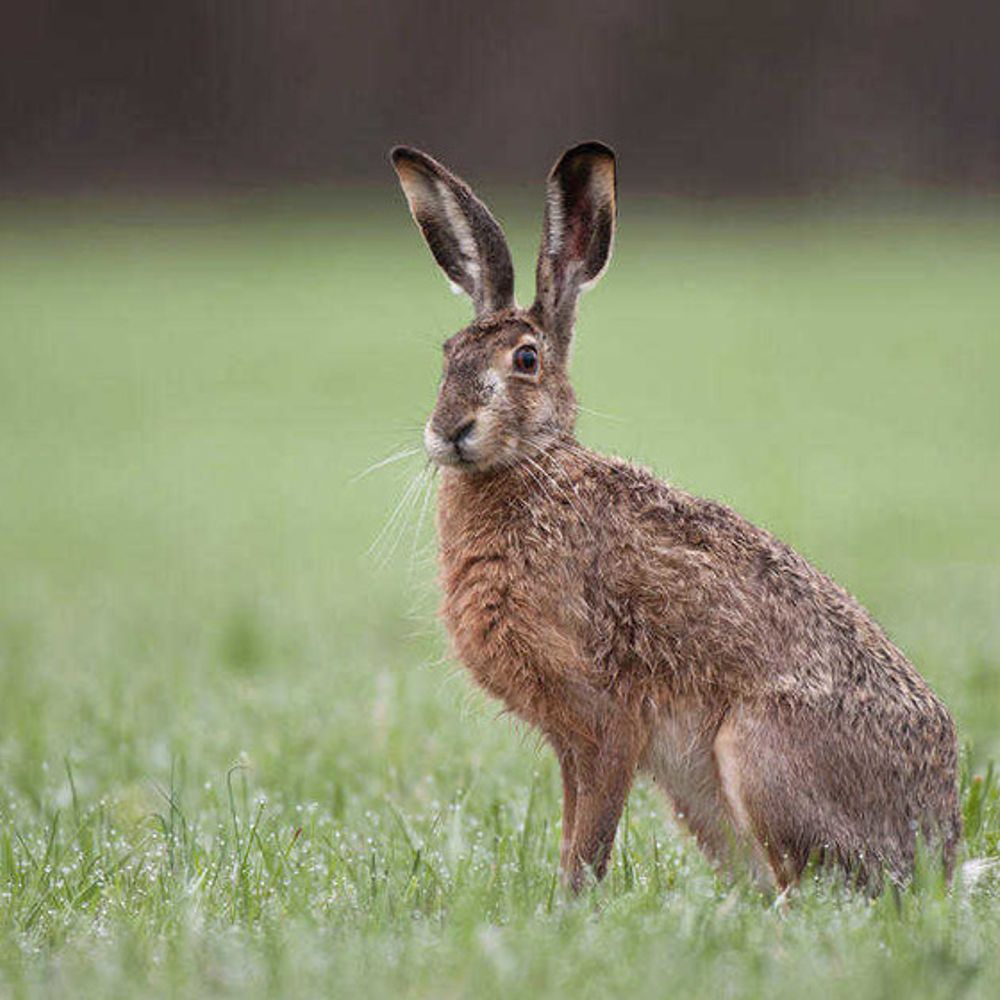 Warks Mammal Group