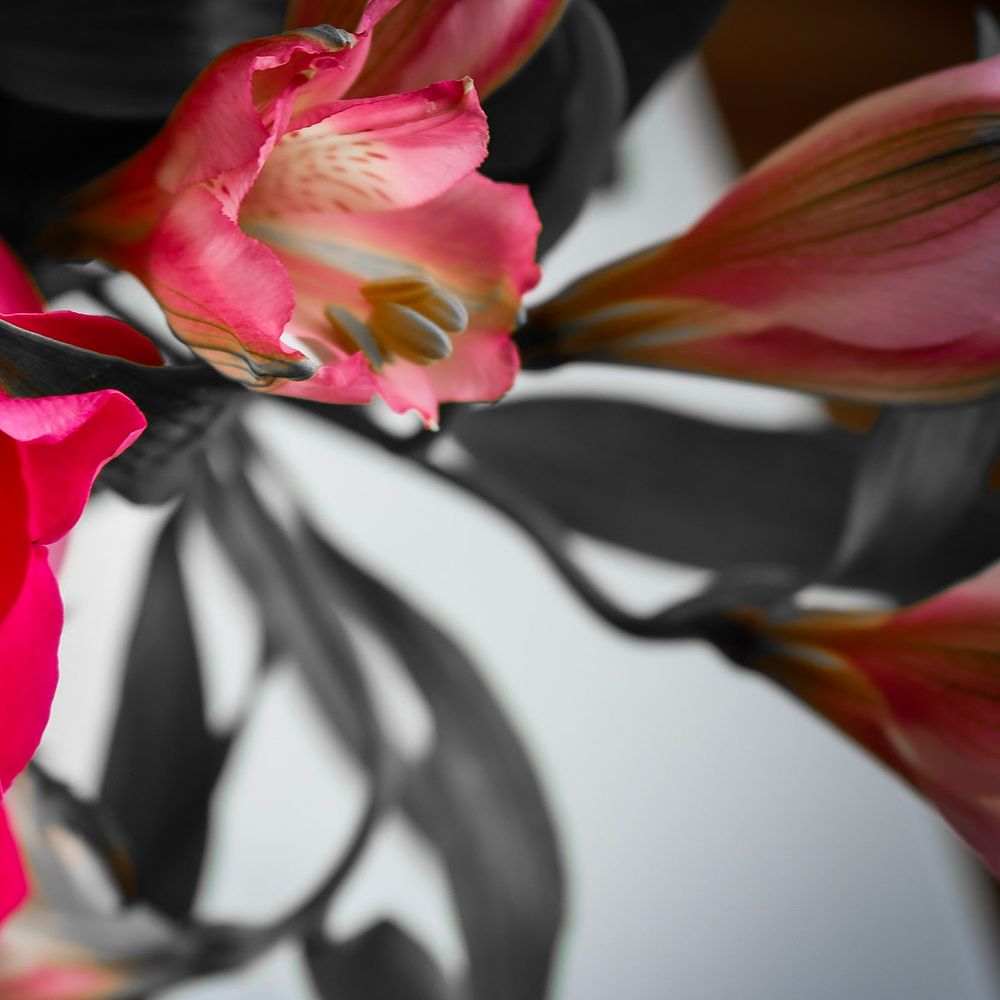 Bonetree Arts