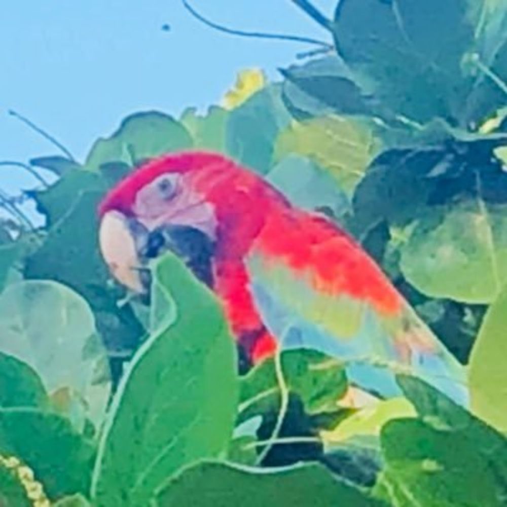 うにょん🇧🇷