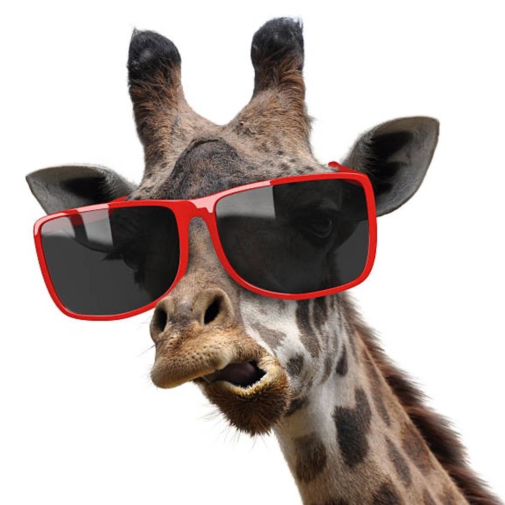 頸不鹿🦒