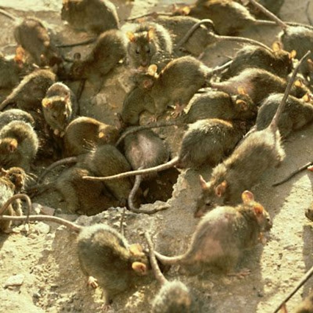 tons-of-mice