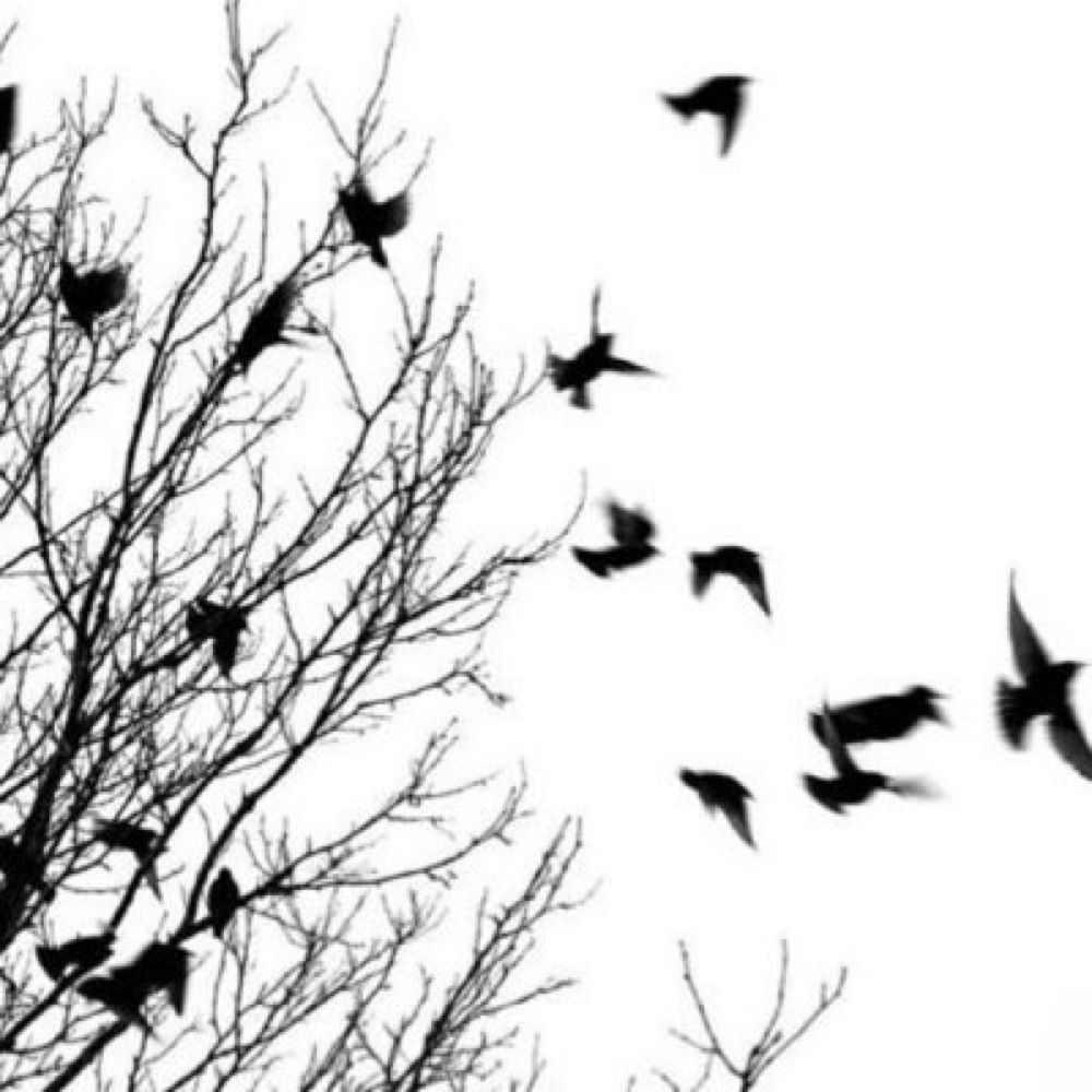 A Murder Of Crows