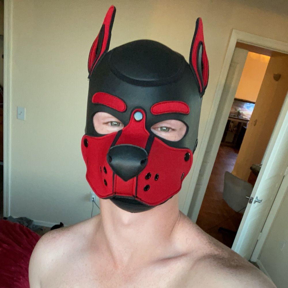 This Dog Apollo