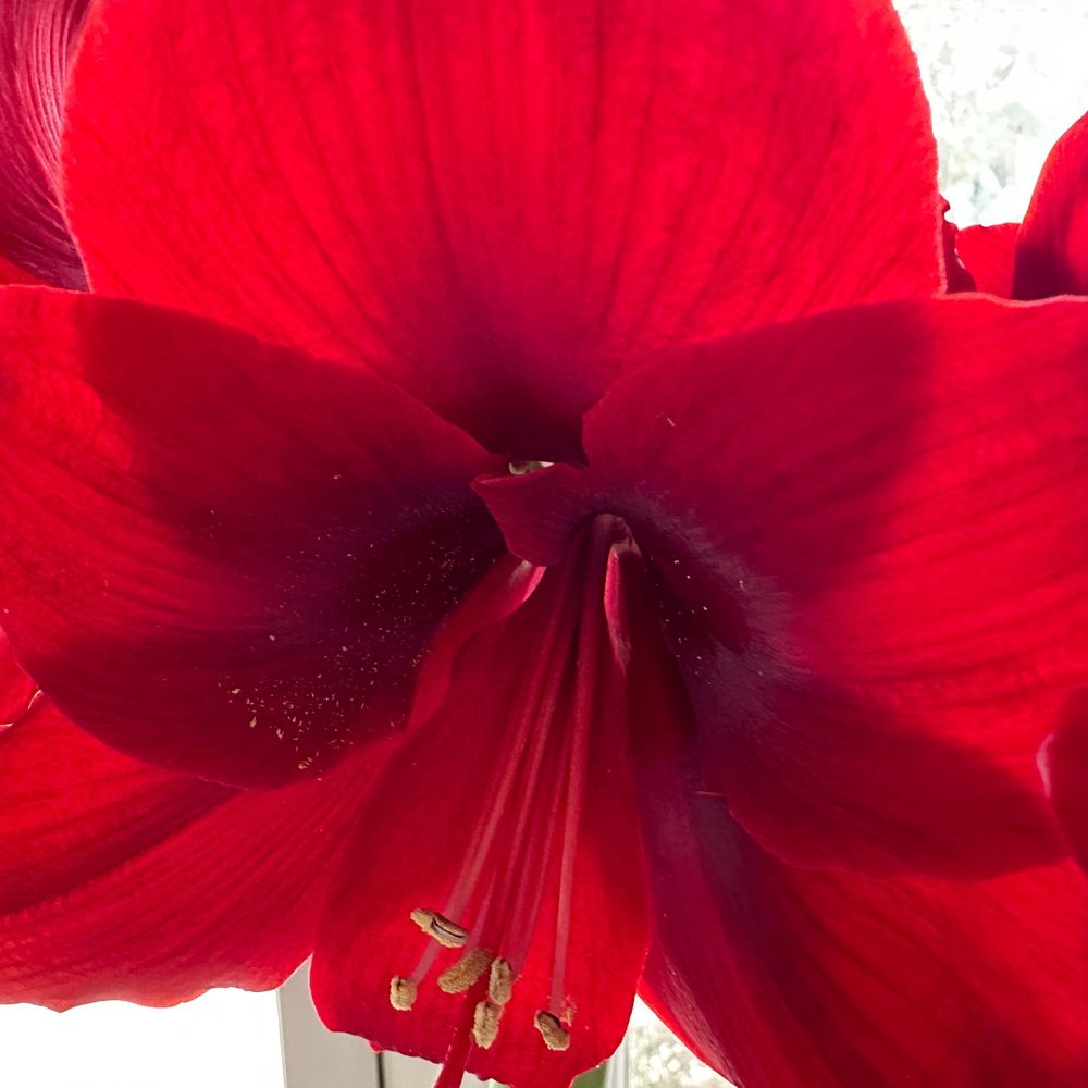 luluplants.bsky.social profile picture