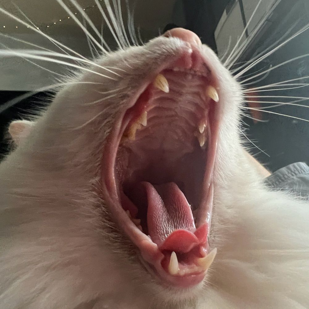 Evil Cat