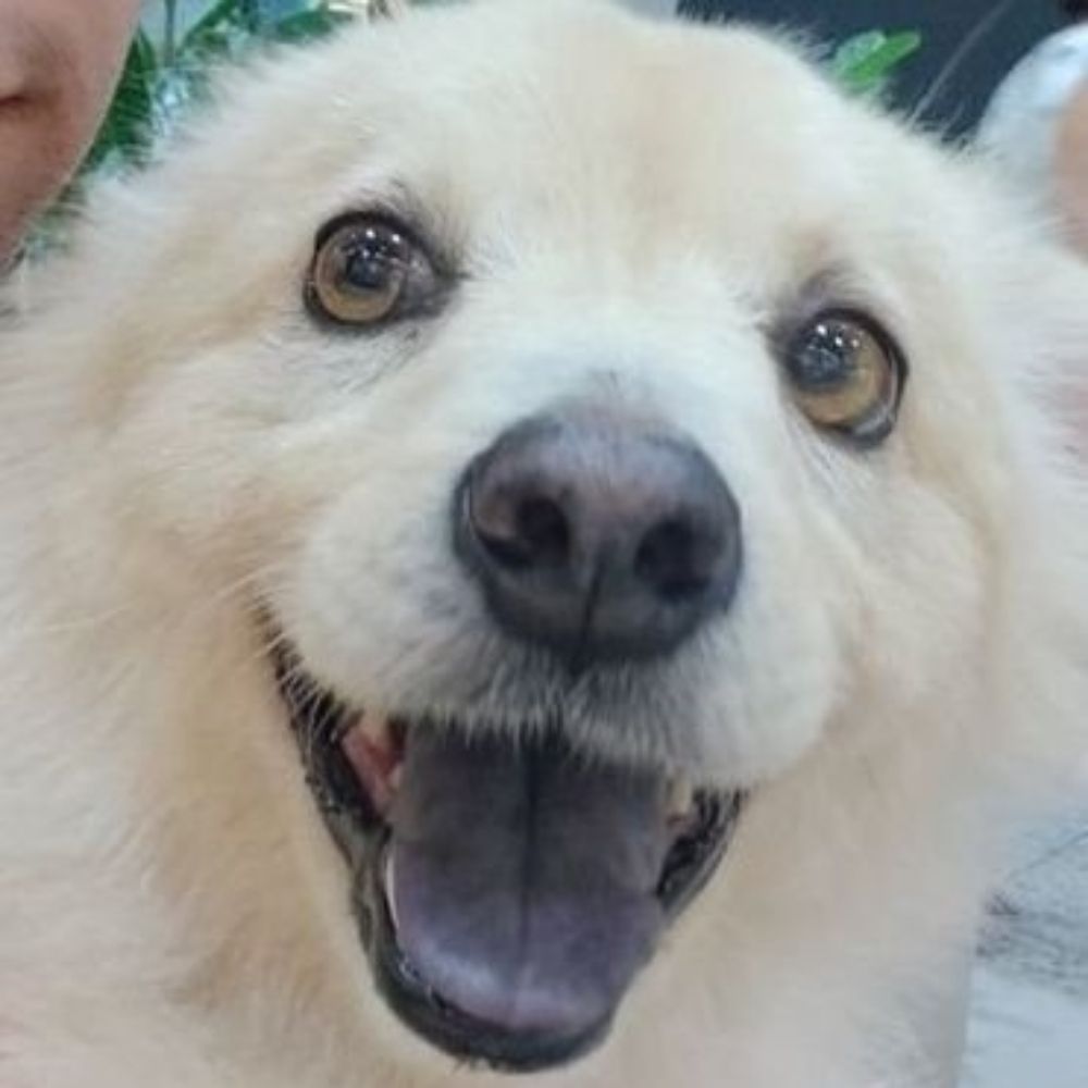 Gustavo