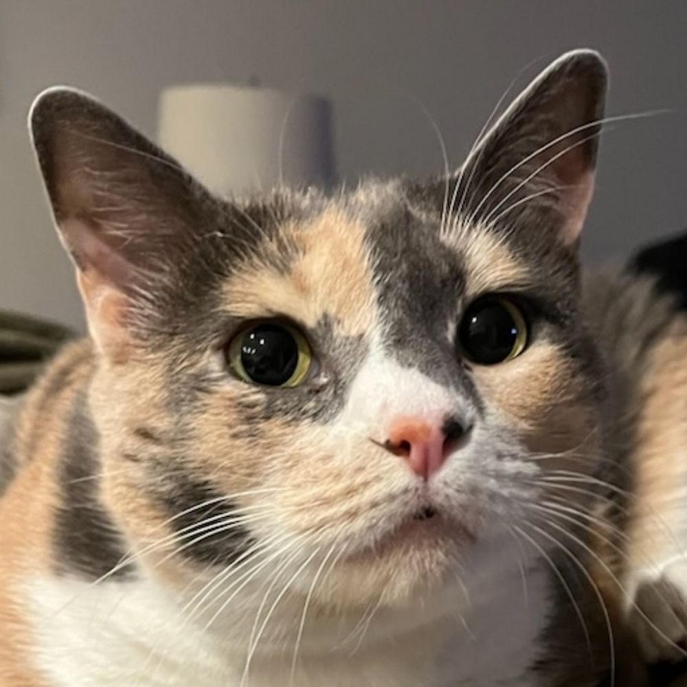 Debbie