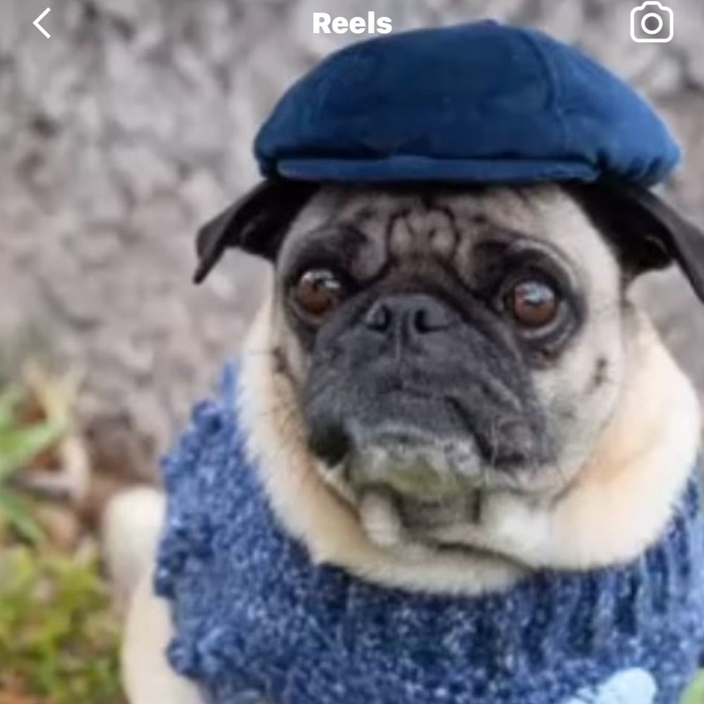 Banksy The Pug