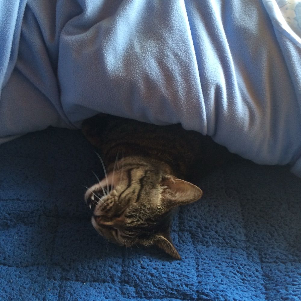 猫柳渚