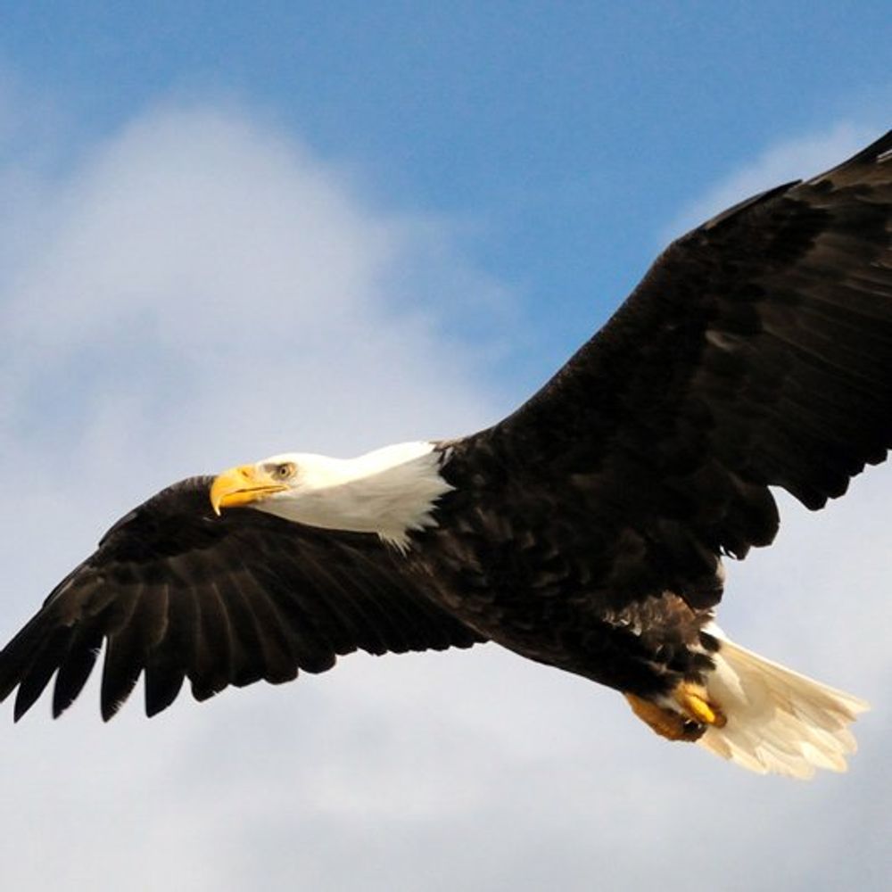 West River Eagle Official