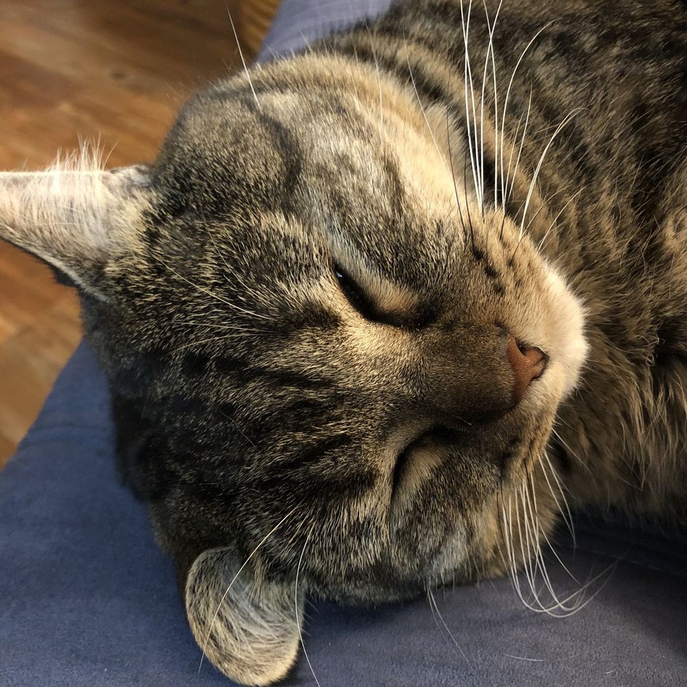 Darcy ze Cat