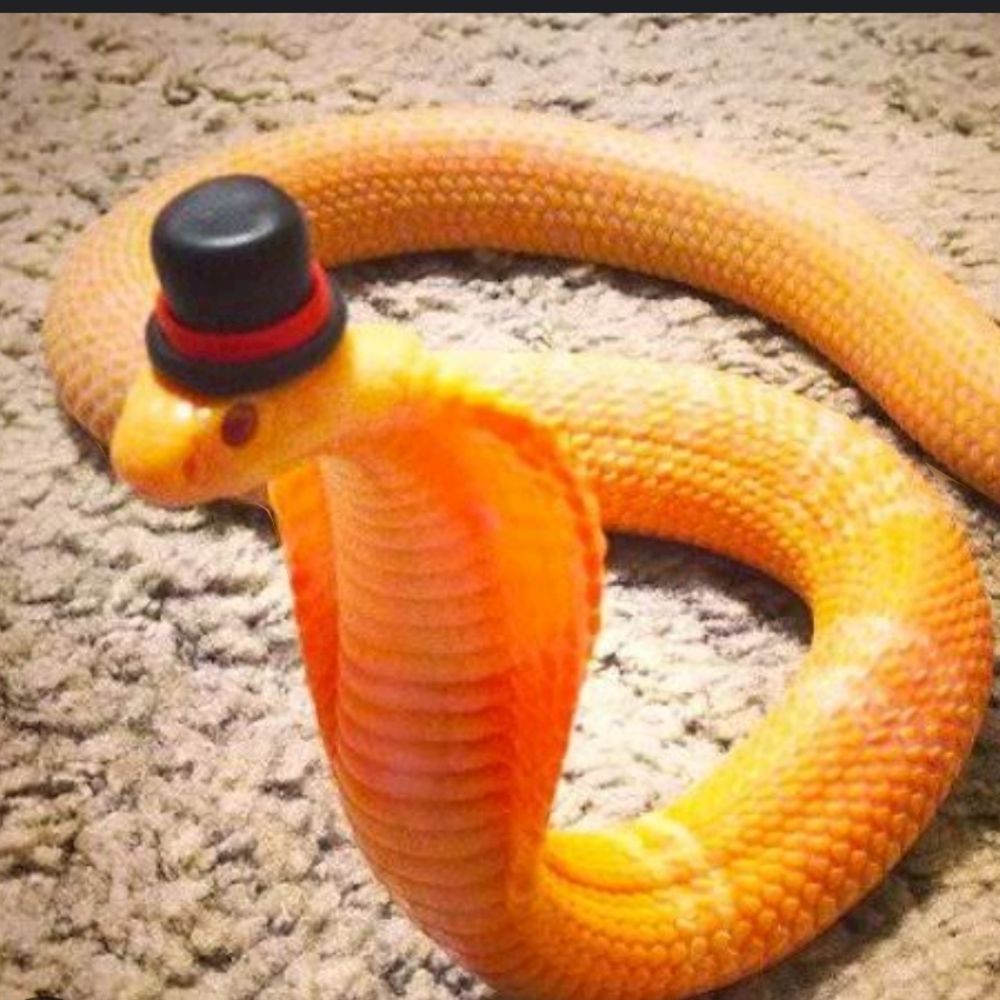 TopHatSnek