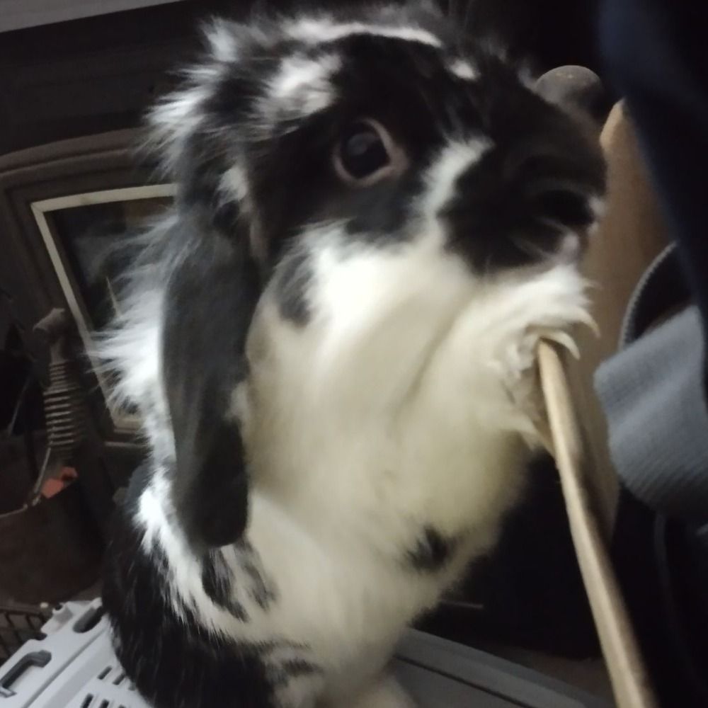 Lulu ©