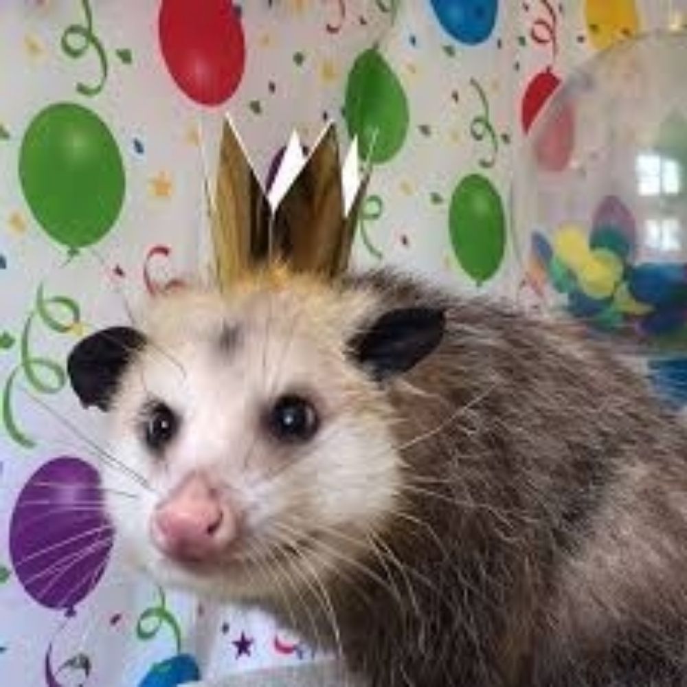 Awsum Possum