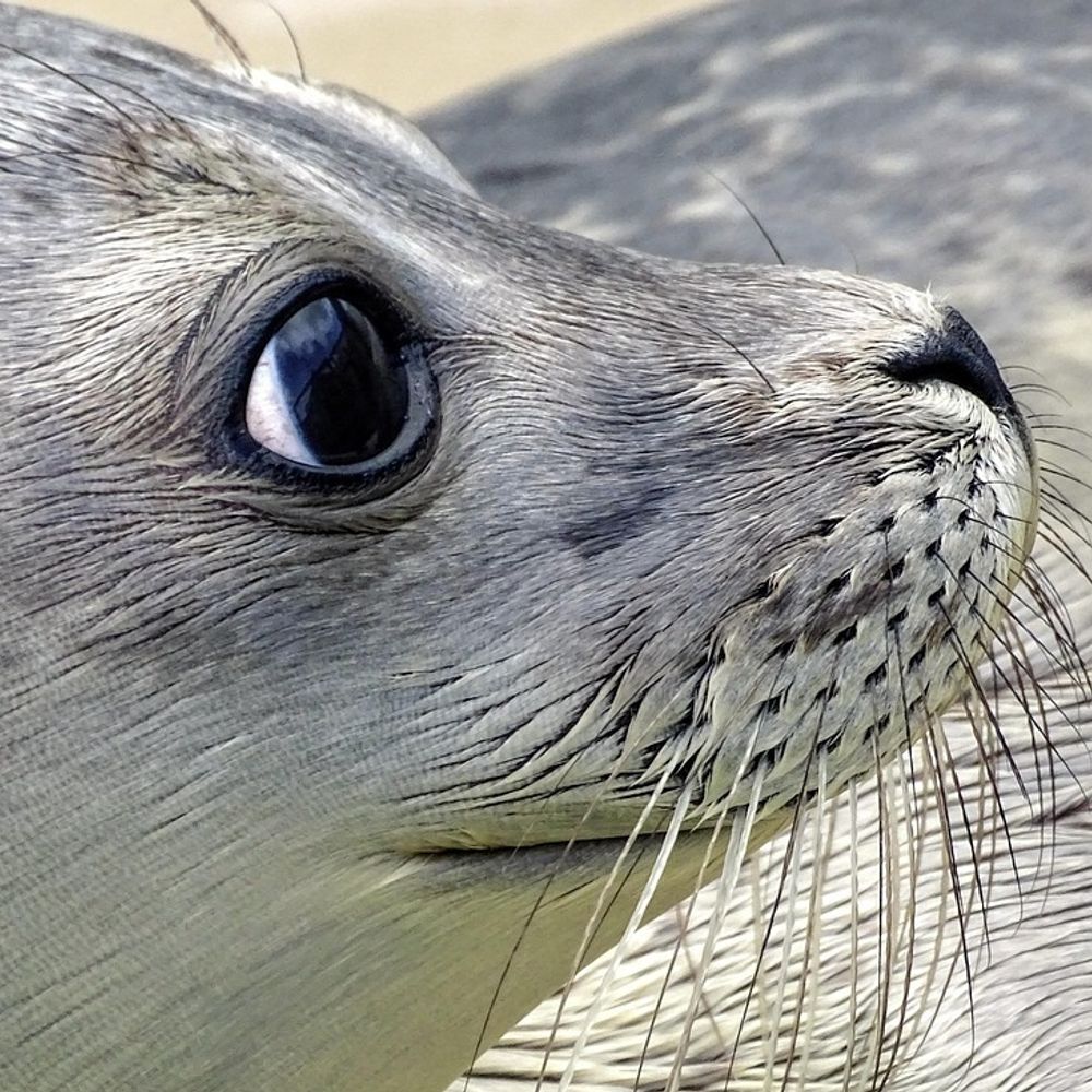 Seal-Kibble
