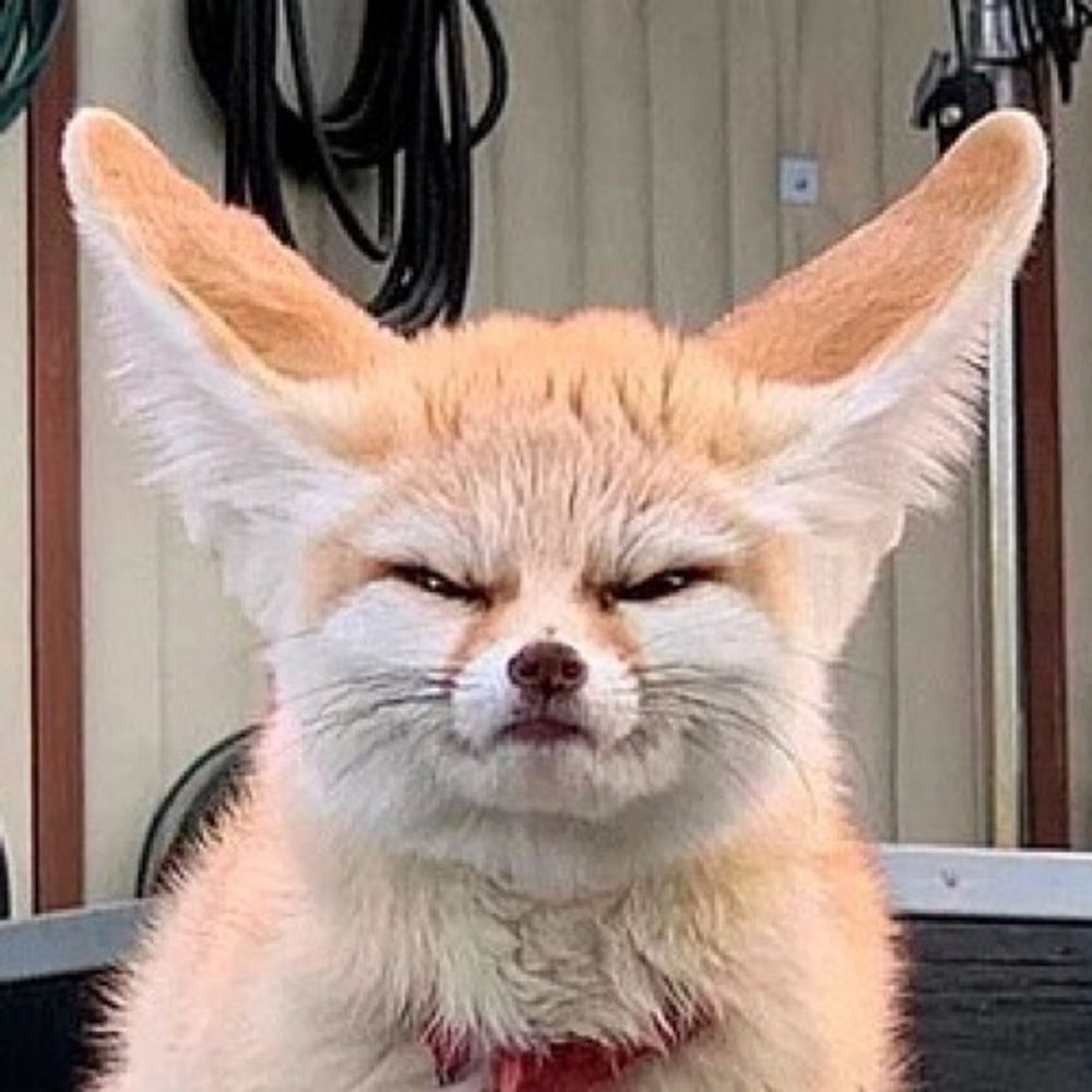 буденний фенек