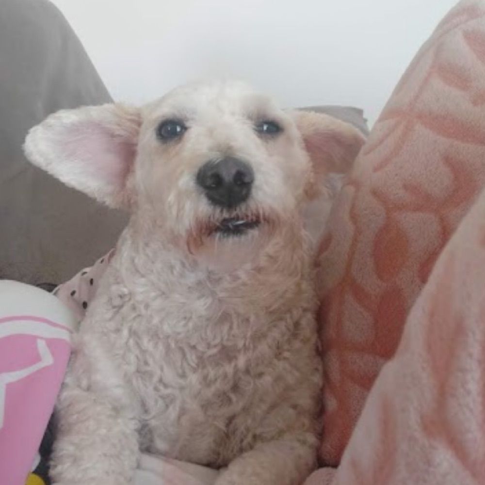 babscleia 