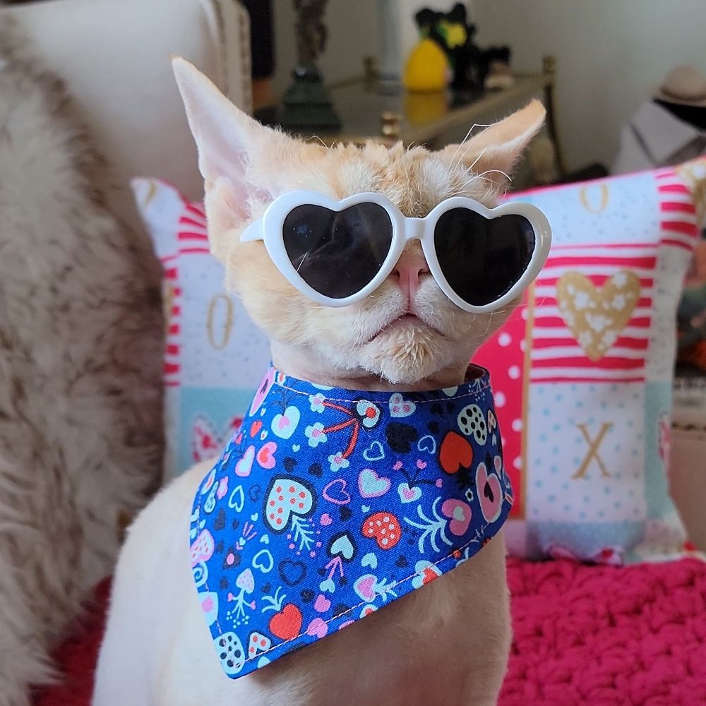 Purrmonkey