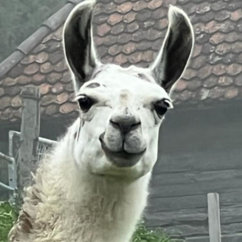 Llama Glama