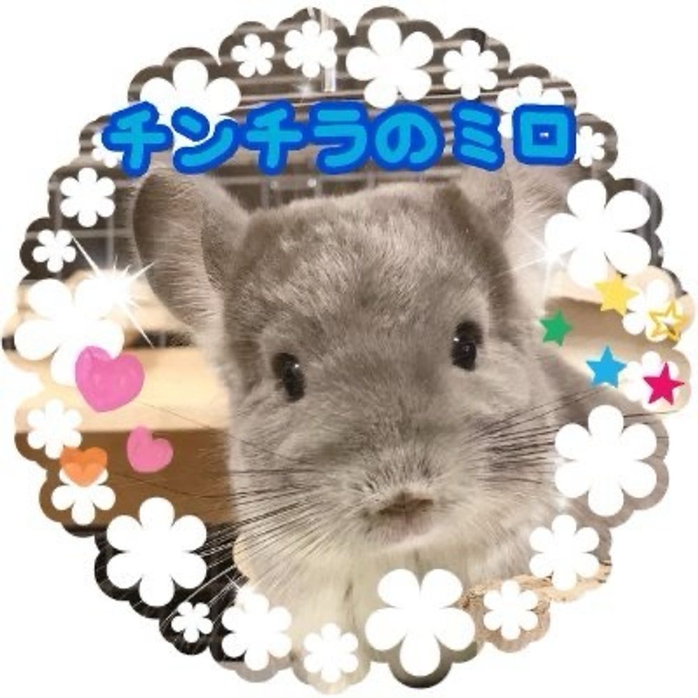 チンチラのミロ🐭's avatar