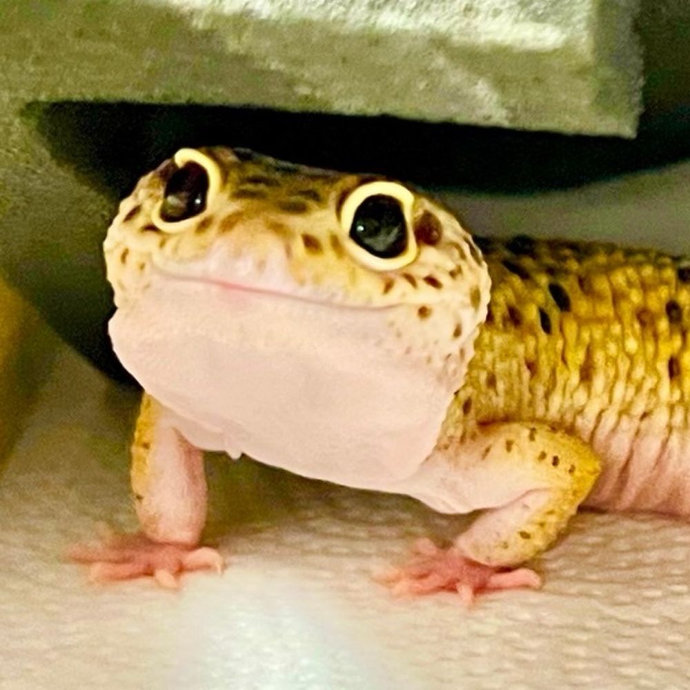 ぼぜ