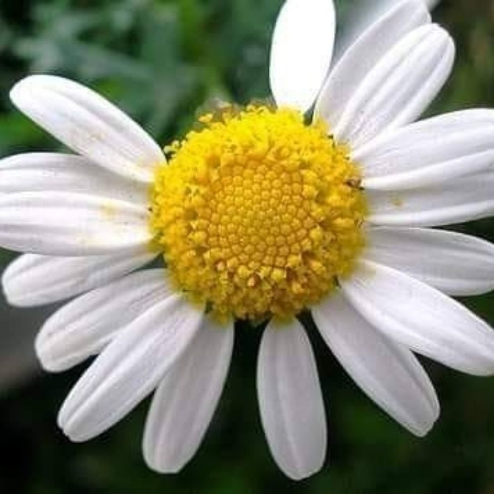 DaisyDee
