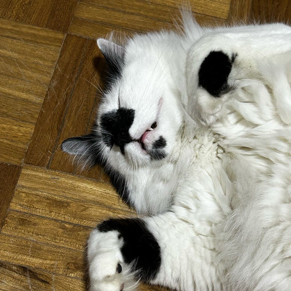 Gato dormindo 