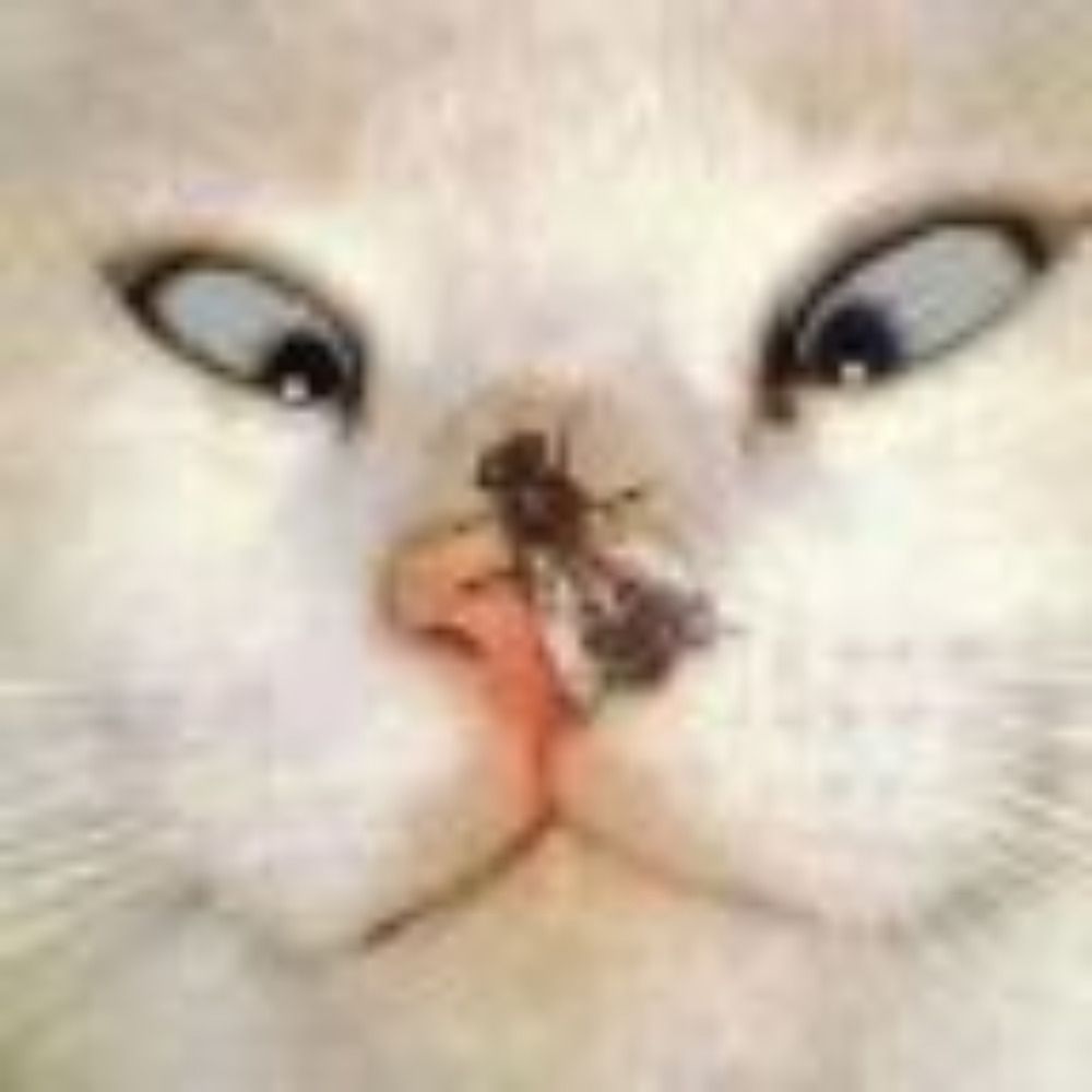 CatChew